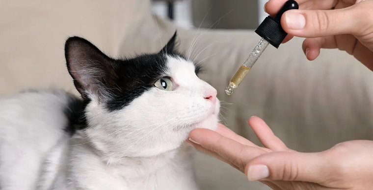 Can You Give Cbd to Cats