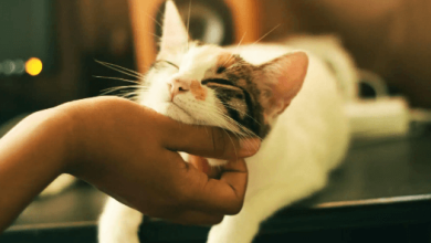 How Long Does Cbd Oil Take to Work in Cats
