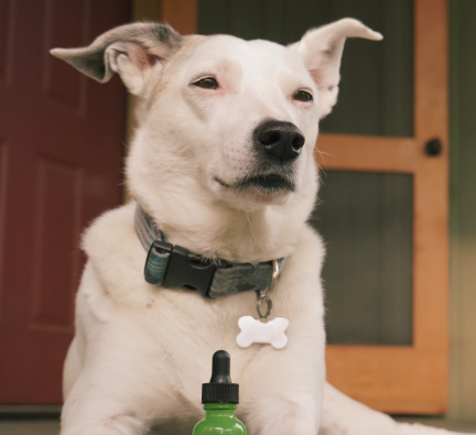 What Does Cbd Do for Dogs