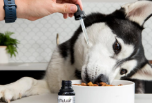 What Does Cbd Do for Dogs