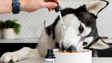 What Does Cbd Do for Dogs