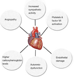 Is Cbd a Vasodilator or Vasoconstrictor