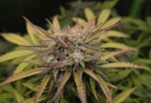 broad spectrum cbd thc content