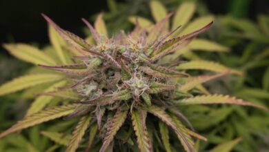 broad spectrum cbd thc content