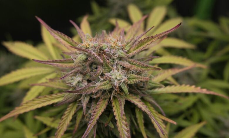 broad spectrum cbd thc content