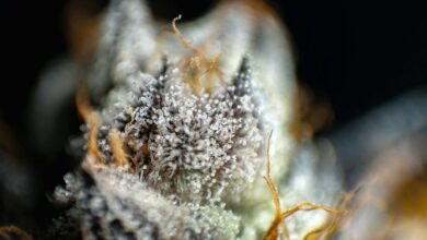 cannabis compounds cbd and thc