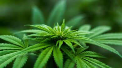 cbd benefits for ibs