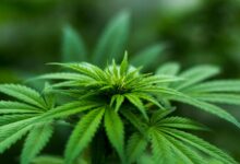 cbd effects on cats