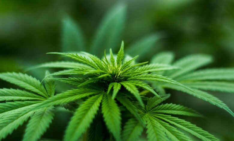 cbd effects on cats