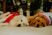 cbd onset time for dogs