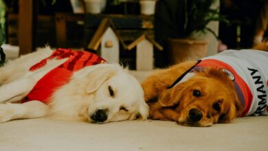 cbd onset time for dogs