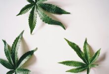 cbd possesses anti inflammatory properties