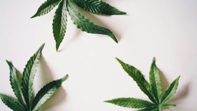 cbd possesses anti inflammatory properties