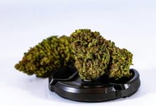 cbd potency over time