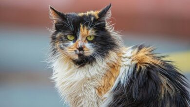 cbd safety for pets