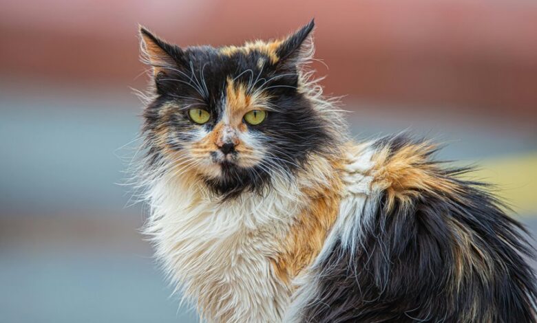 cbd safety for pets