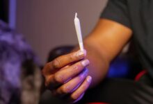 cbd strains classification query