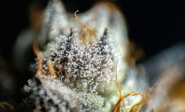 cbd versus cbg comparison