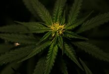 cbd versus hemp distinctions