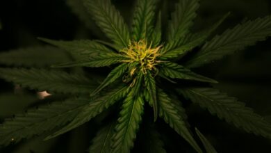 cbd versus hemp distinctions