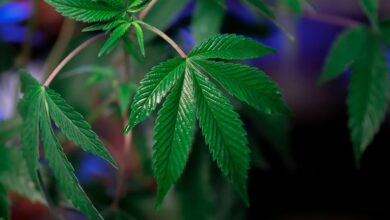 cbd versus thc differences