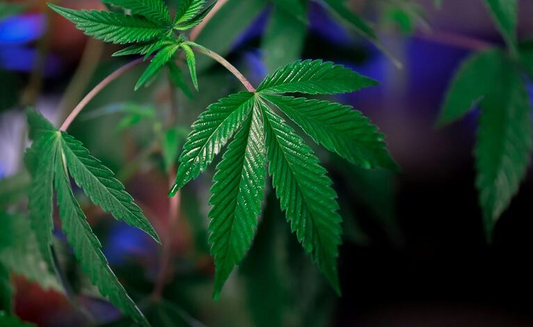 cbd versus thc differences