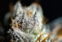 cbn versus cbd comparison