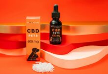 giving dogs cbd oil