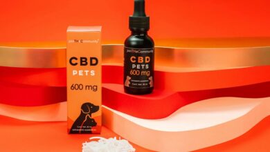 giving dogs cbd oil