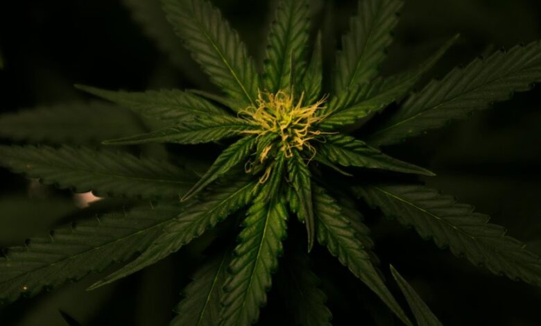 tolerance development to cbd