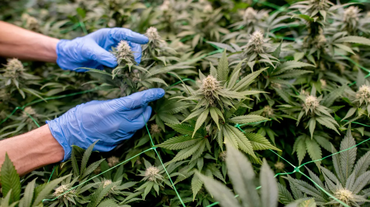 Build Authority with a Cannabis Marketing Agency Blog Strategy