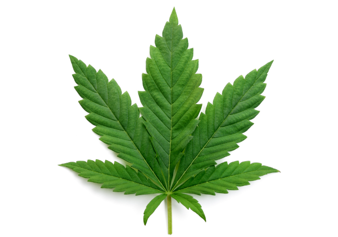 Cannabis Marketing Agency Solutions That Drive Real Results