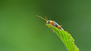 guide for fixing evebiohaztech bug